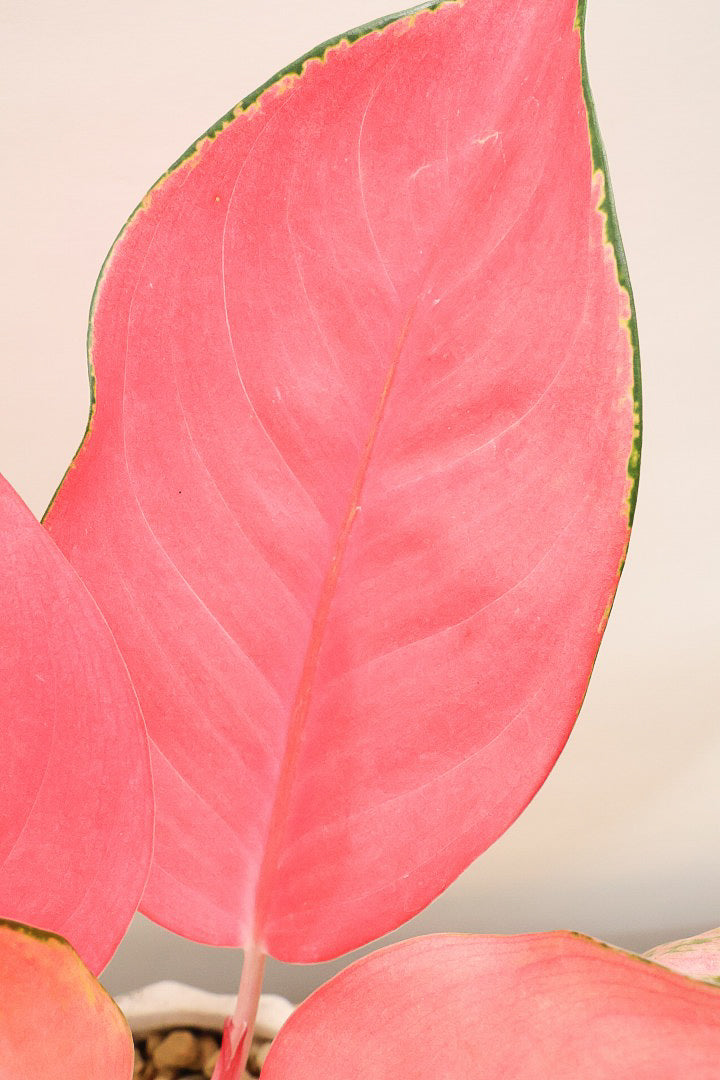 【アグラオネマ チャイナレッド】目が覚めるような美しい赤色がとても美しい観葉植物です！