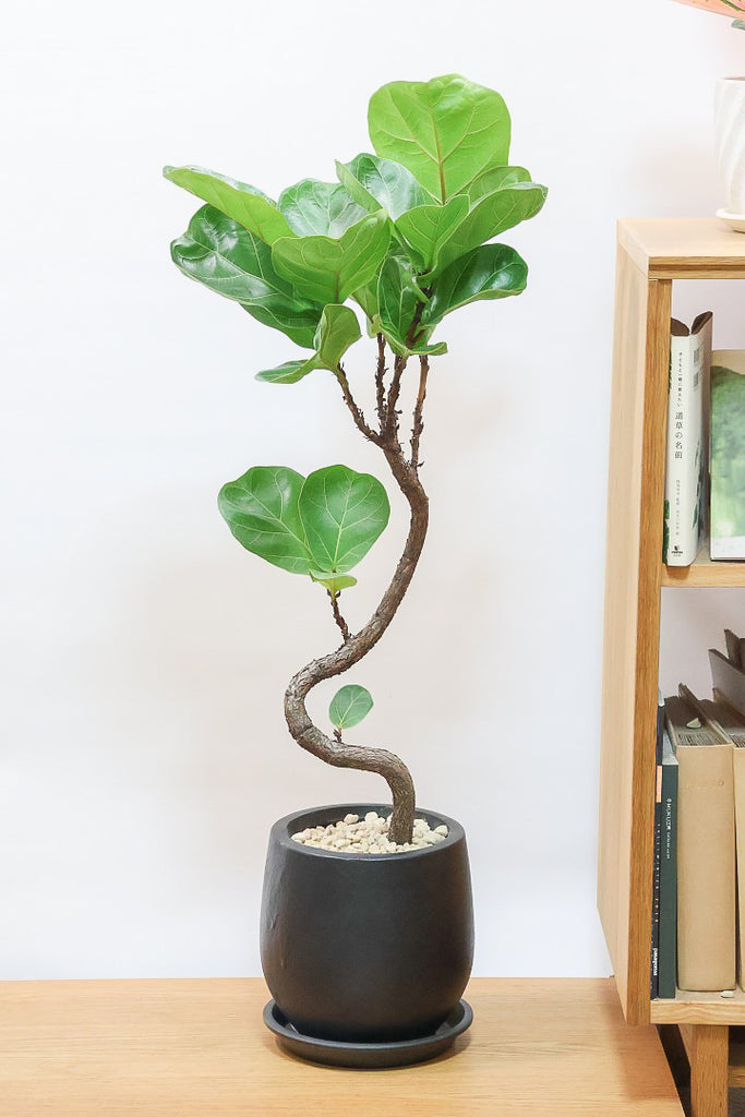 観葉植物 カシワバゴム 一点物】カシワバゴム 7号 沖縄の観葉植物 高さ 約110cm No.12の通販