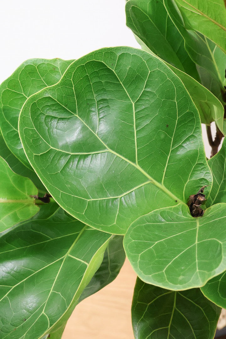 【カシワバゴム】植物もPOTも大人色♪ボリュームもイイ感じでスタイリッシュ!美しい葉が人気の観葉植物です！