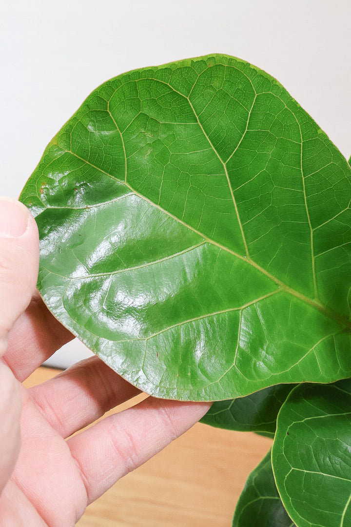 【カシワバゴム】植物もPOTも大人色♪ボリュームもイイ感じでスタイリッシュ!美しい葉が人気の観葉植物です！