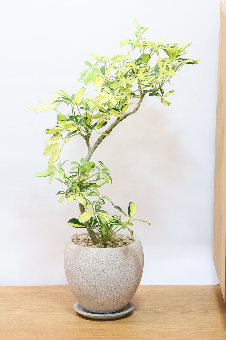 【シェフレラ ハッピーイエロー】イエローが過ぎる個体！ここまで黄色が強いと金運が上がりそうな気がしてきますww