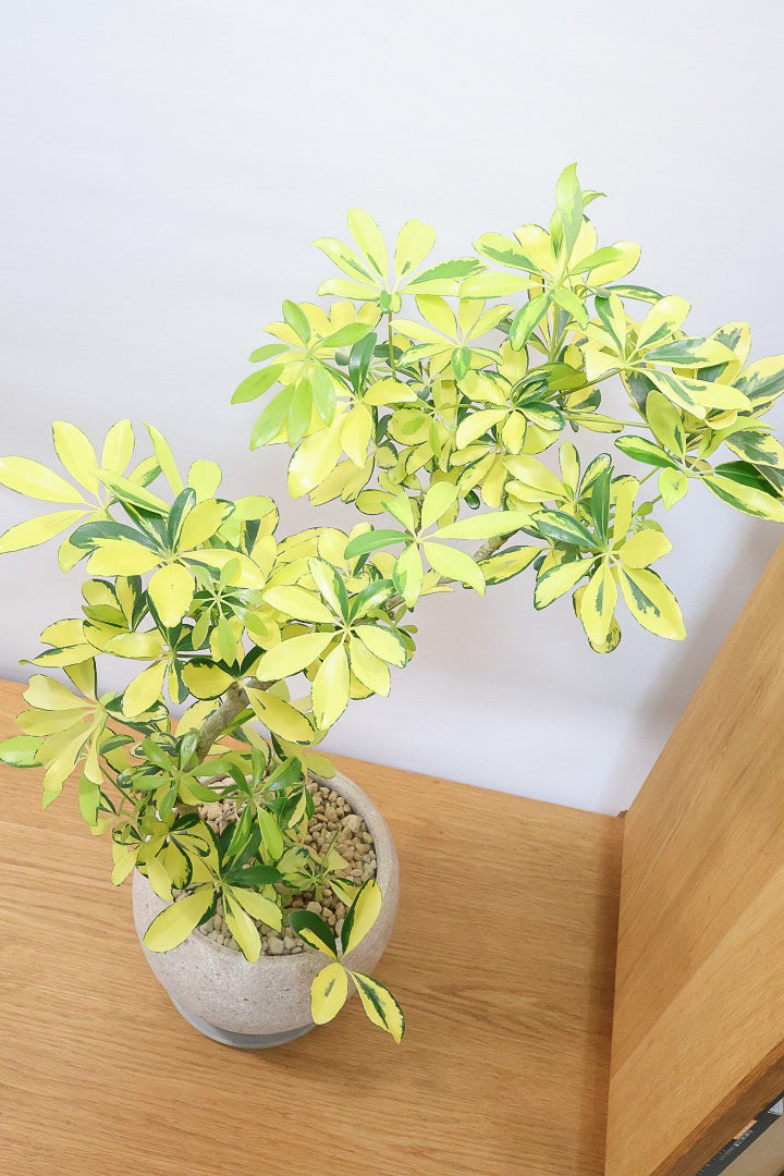 【シェフレラ ハッピーイエロー】イエローが過ぎる個体！ここまで黄色が強いと金運が上がりそうな気がしてきますww