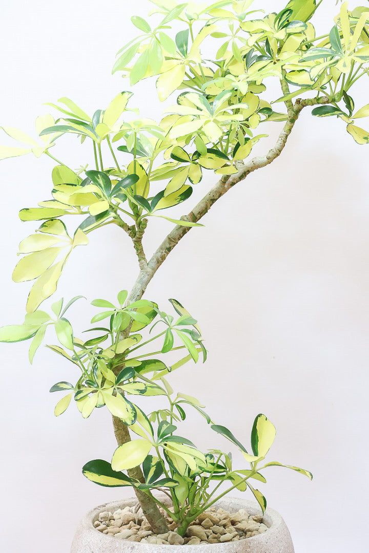 【シェフレラ ハッピーイエロー】イエローが過ぎる個体！ここまで黄色が強いと金運が上がりそうな気がしてきますww