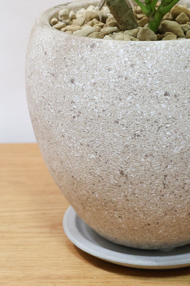 【シェフレラ ハッピーイエロー】イエローが過ぎる個体！ここまで黄色が強いと金運が上がりそうな気がしてきますww