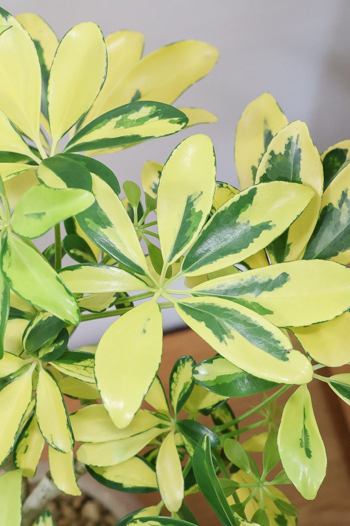 【シェフレラ ハッピーイエロー】イエローが過ぎる個体！ここまで黄色が強いと金運が上がりそうな気がしてきますww