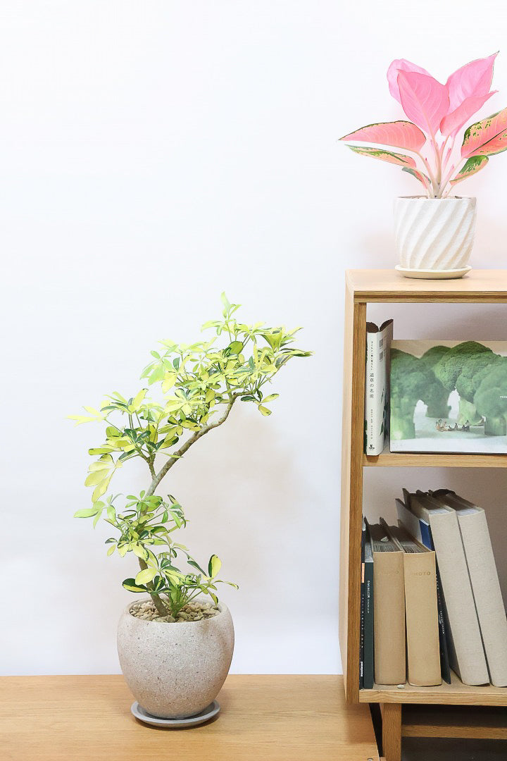 【シェフレラ ハッピーイエロー】イエローが過ぎる個体！ここまで黄色が強いと金運が上がりそうな気がしてきますww