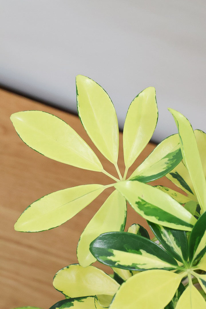 【シェフレラ ハッピーイエロー】イエローが過ぎる個体！ここまで黄色が強いと金運が上がりそうな気がしてきますww