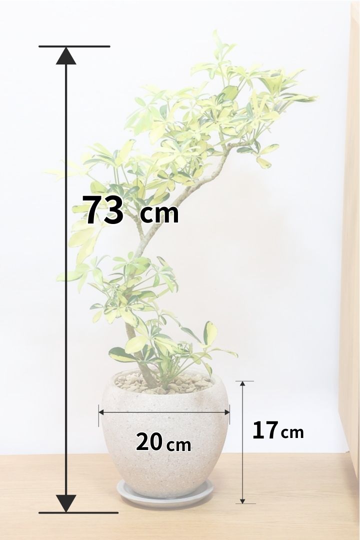 【シェフレラ ハッピーイエロー】イエローが過ぎる個体！ここまで黄色が強いと金運が上がりそうな気がしてきますww