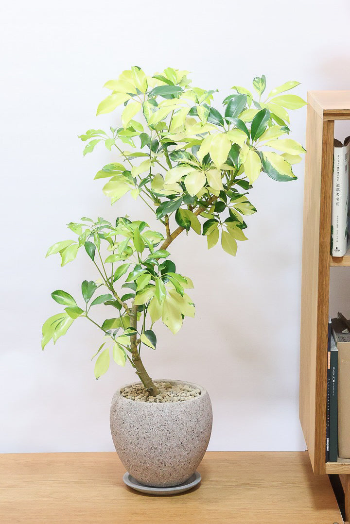 【シェフレラ ゴールドリーフ】シェフレラの中でも大き目の葉っぱ。あまり流通しない希少種ですのでおススメですよ！