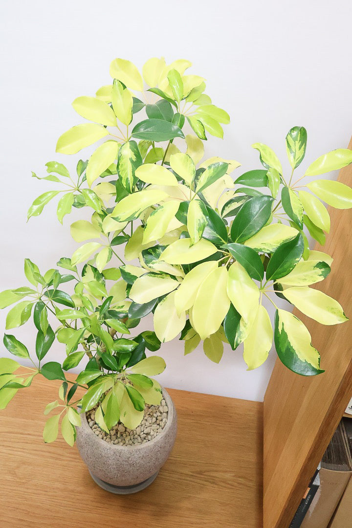 【シェフレラ ゴールドリーフ】シェフレラの中でも大き目の葉っぱ。あまり流通しない希少種ですのでおススメですよ！