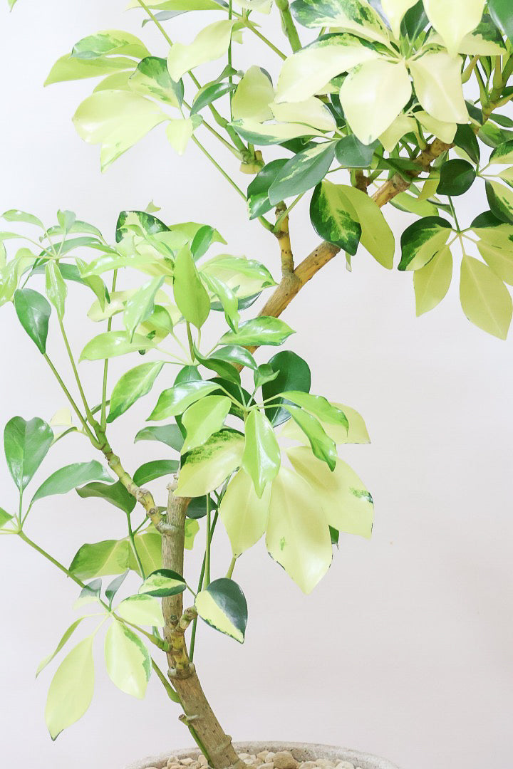 【シェフレラ ゴールドリーフ】シェフレラの中でも大き目の葉っぱ。あまり流通しない希少種ですのでおススメですよ！