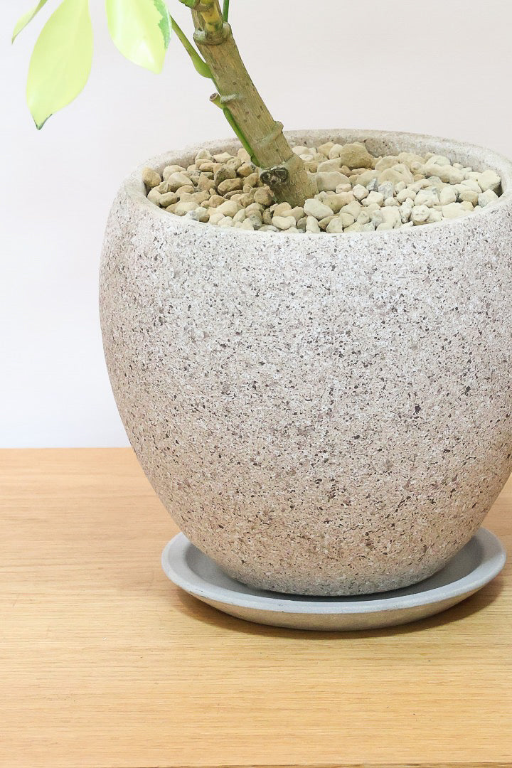 【シェフレラ ゴールドリーフ】シェフレラの中でも大き目の葉っぱ。あまり流通しない希少種ですのでおススメですよ！