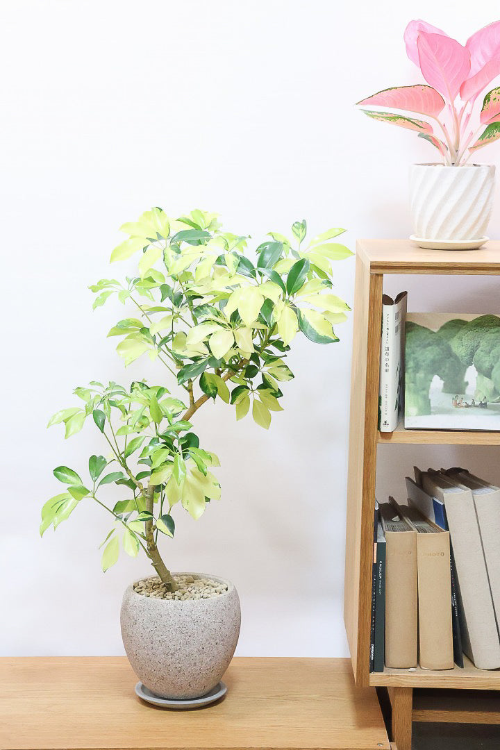 【シェフレラ ゴールドリーフ】シェフレラの中でも大き目の葉っぱ。あまり流通しない希少種ですのでおススメですよ！