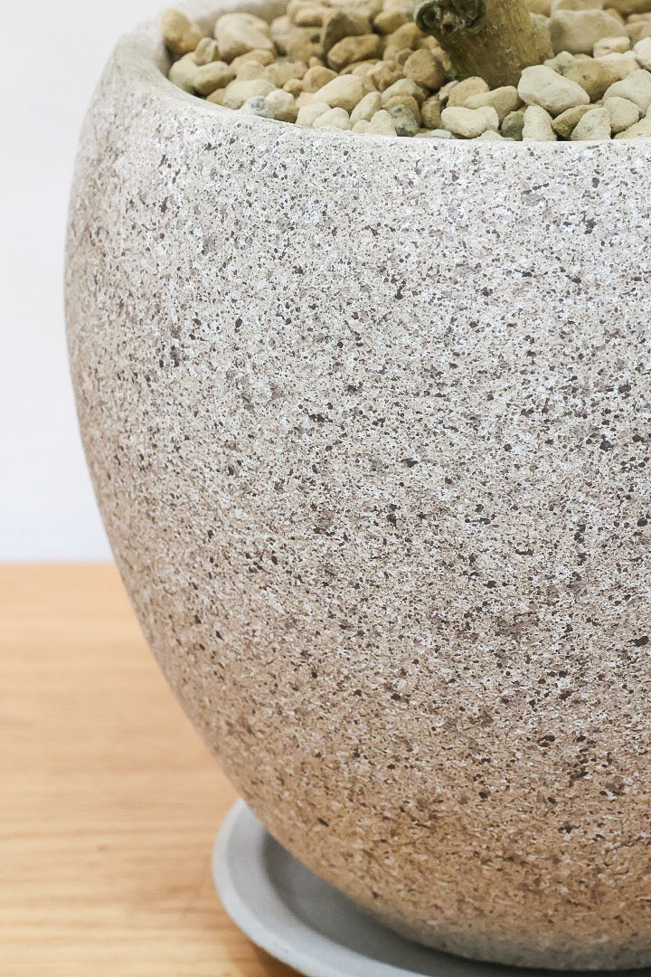 【シェフレラ ゴールドリーフ】シェフレラの中でも大き目の葉っぱ。あまり流通しない希少種ですのでおススメですよ！