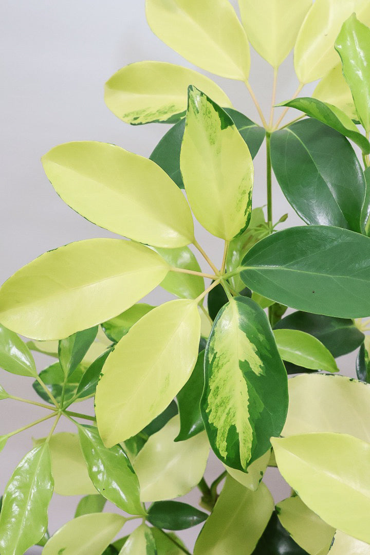 【シェフレラ ゴールドリーフ】シェフレラの中でも大き目の葉っぱ。あまり流通しない希少種ですのでおススメですよ！