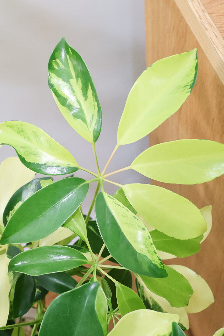 【シェフレラ ゴールドリーフ】シェフレラの中でも大き目の葉っぱ。あまり流通しない希少種ですのでおススメですよ！