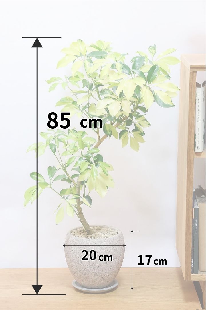 【シェフレラ ゴールドリーフ】シェフレラの中でも大き目の葉っぱ。あまり流通しない希少種ですのでおススメですよ！