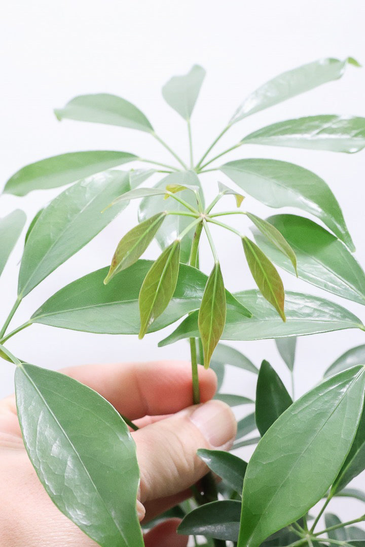 【シェフレラ コンパクタ】この樹形は良い！このようなナチュラルな樹形はめったに入荷いませんのでぜひ！