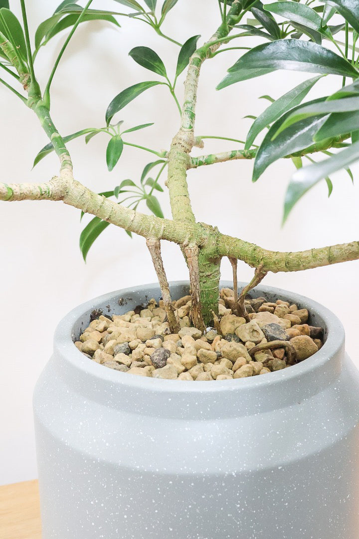 【シェフレラ コンパクタ】この樹形は良い！このようなナチュラルな樹形はめったに入荷いませんのでぜひ！