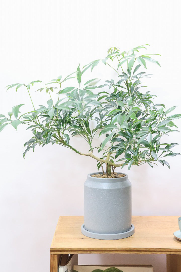 【シェフレラ コンパクタ】この樹形は良い！このようなナチュラルな樹形はめったに入荷いませんのでぜひ！