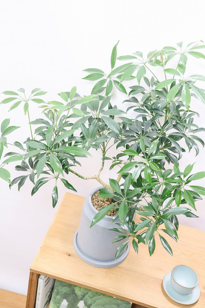 【シェフレラ コンパクタ】この樹形は良い！このようなナチュラルな樹形はめったに入荷いませんのでぜひ！