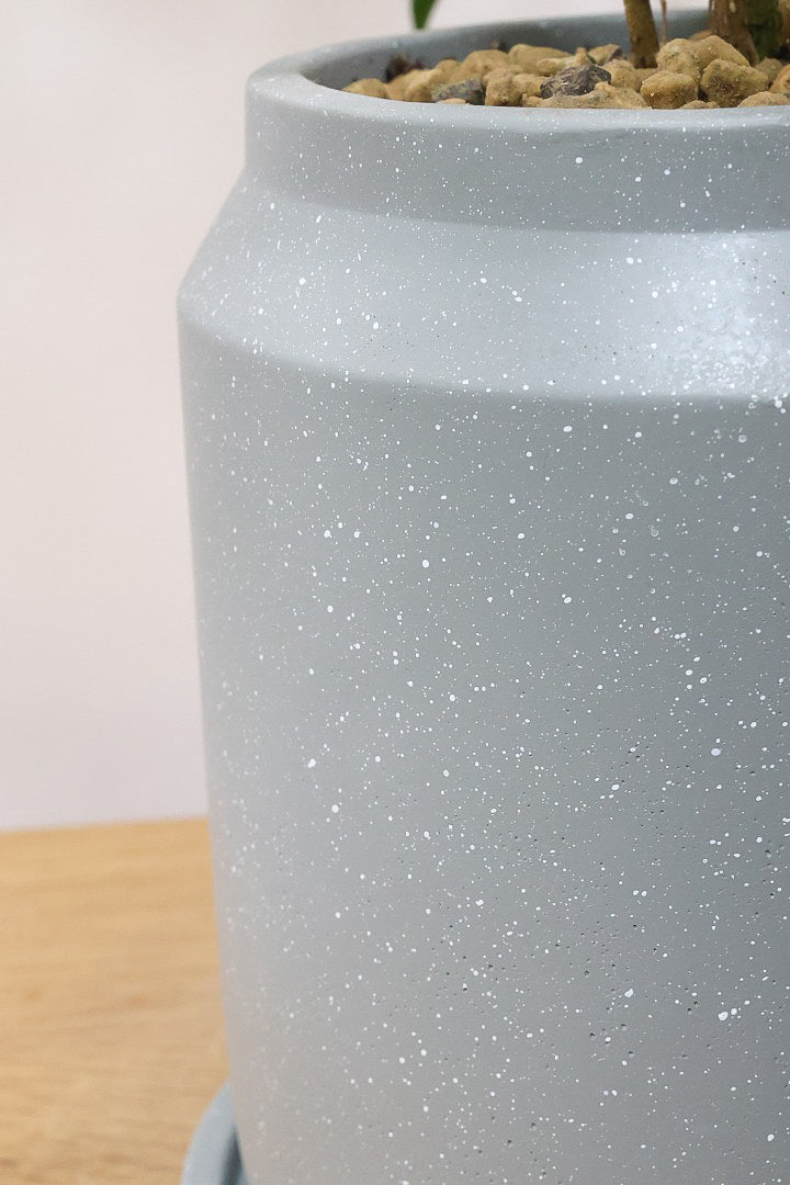 【シェフレラ コンパクタ】この樹形は良い！このようなナチュラルな樹形はめったに入荷いませんのでぜひ！