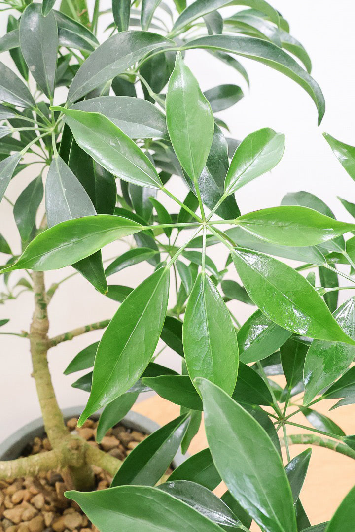 【シェフレラ コンパクタ】この樹形は良い！このようなナチュラルな樹形はめったに入荷いませんのでぜひ！