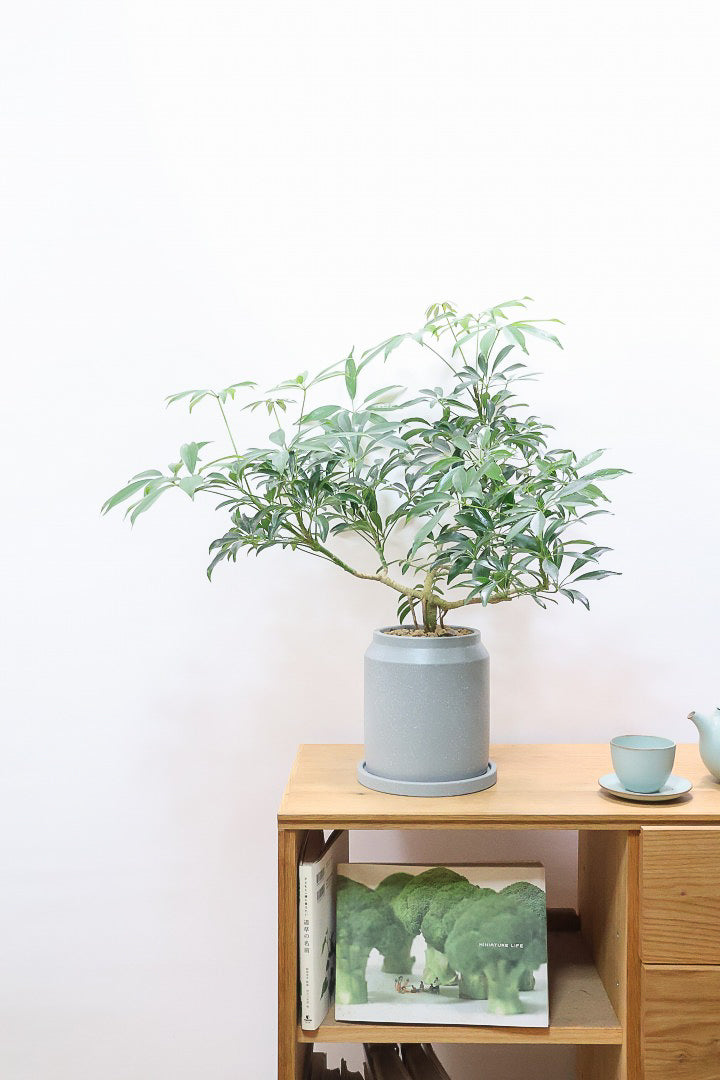 【シェフレラ コンパクタ】この樹形は良い！このようなナチュラルな樹形はめったに入荷いませんのでぜひ！