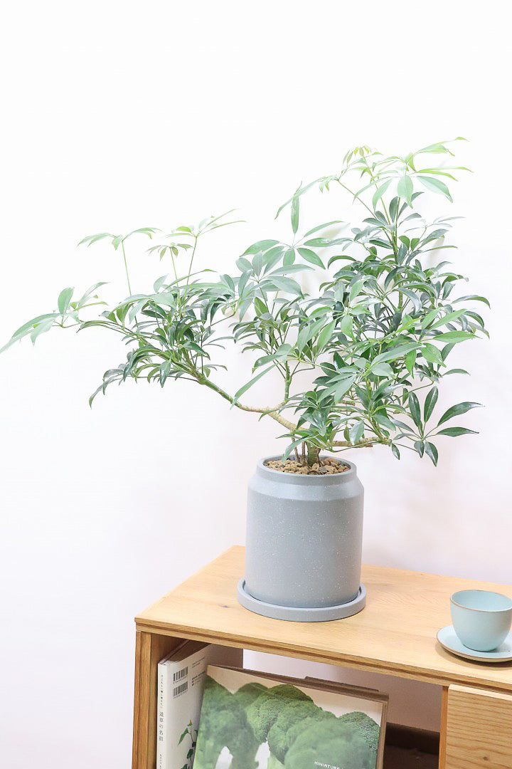 【シェフレラ コンパクタ】この樹形は良い！このようなナチュラルな樹形はめったに入荷いませんのでぜひ！