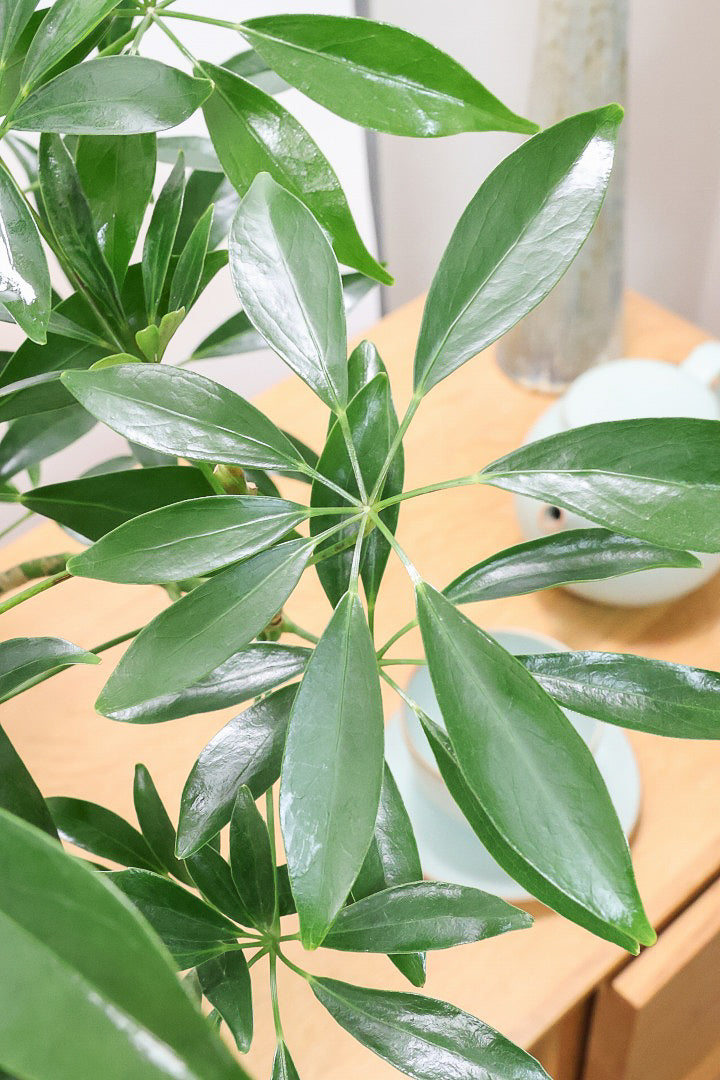 【シェフレラ コンパクタ】この樹形は良い！このようなナチュラルな樹形はめったに入荷いませんのでぜひ！