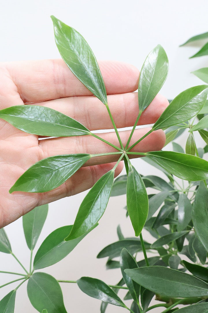 【シェフレラ コンパクタ】この樹形は良い！このようなナチュラルな樹形はめったに入荷いませんのでぜひ！