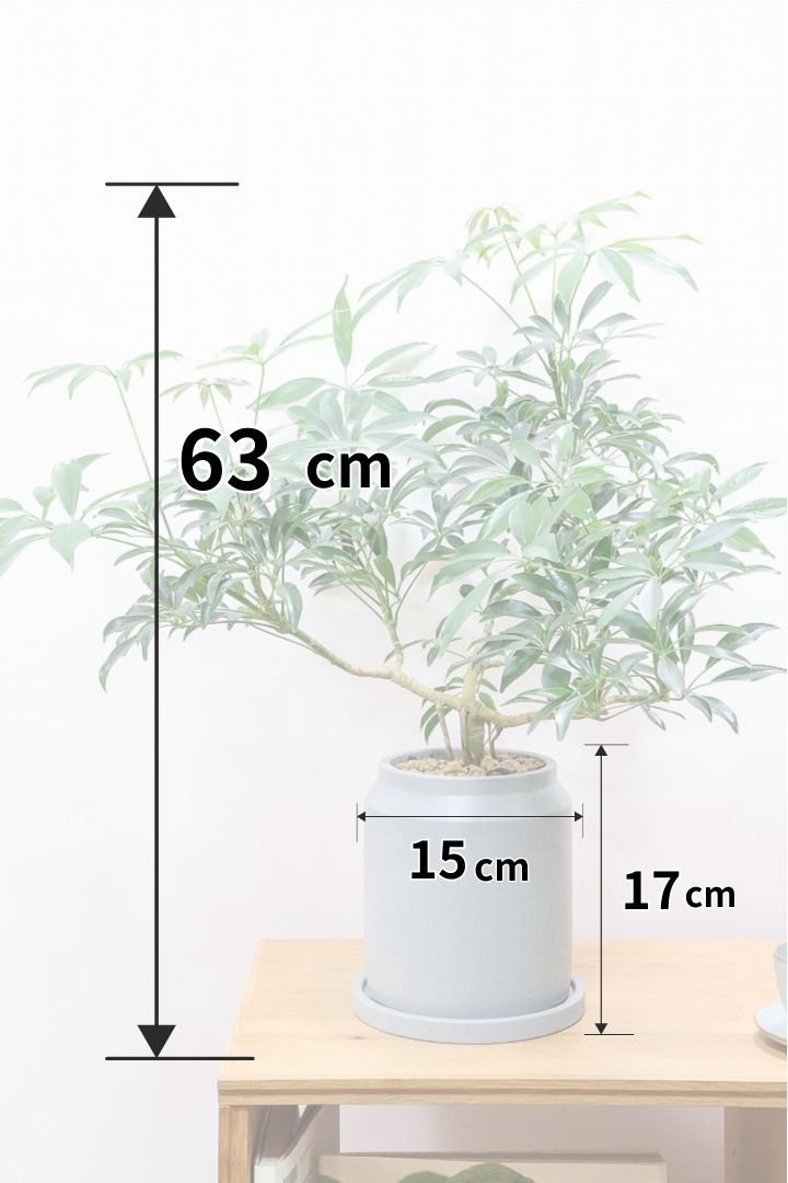 【シェフレラ コンパクタ】この樹形は良い！このようなナチュラルな樹形はめったに入荷いませんのでぜひ！