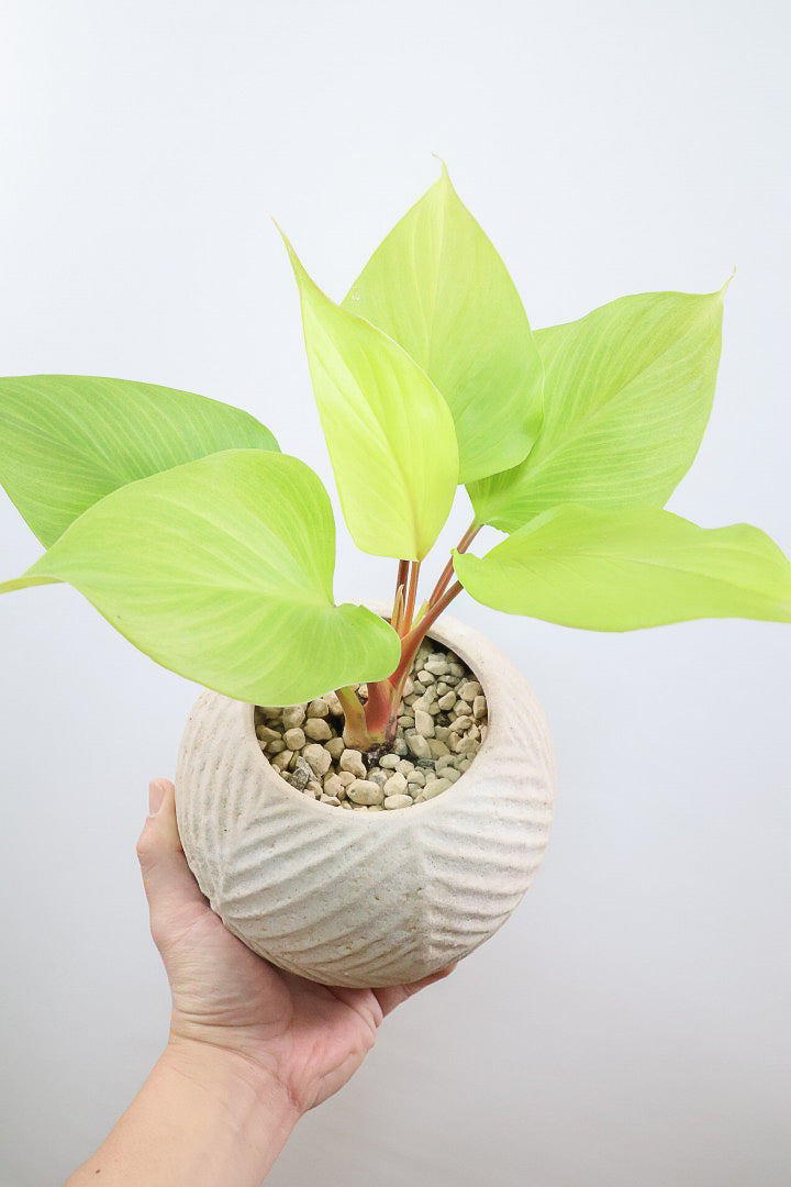 【ホマロメナ レモンライム】吸い込まれるような爽やかな葉色がとても美しい観葉植物です