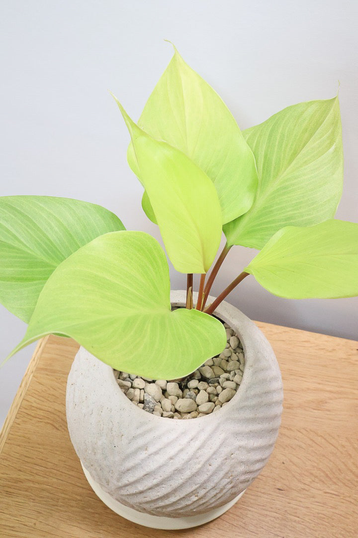 【ホマロメナ レモンライム】吸い込まれるような爽やかな葉色がとても美しい観葉植物です