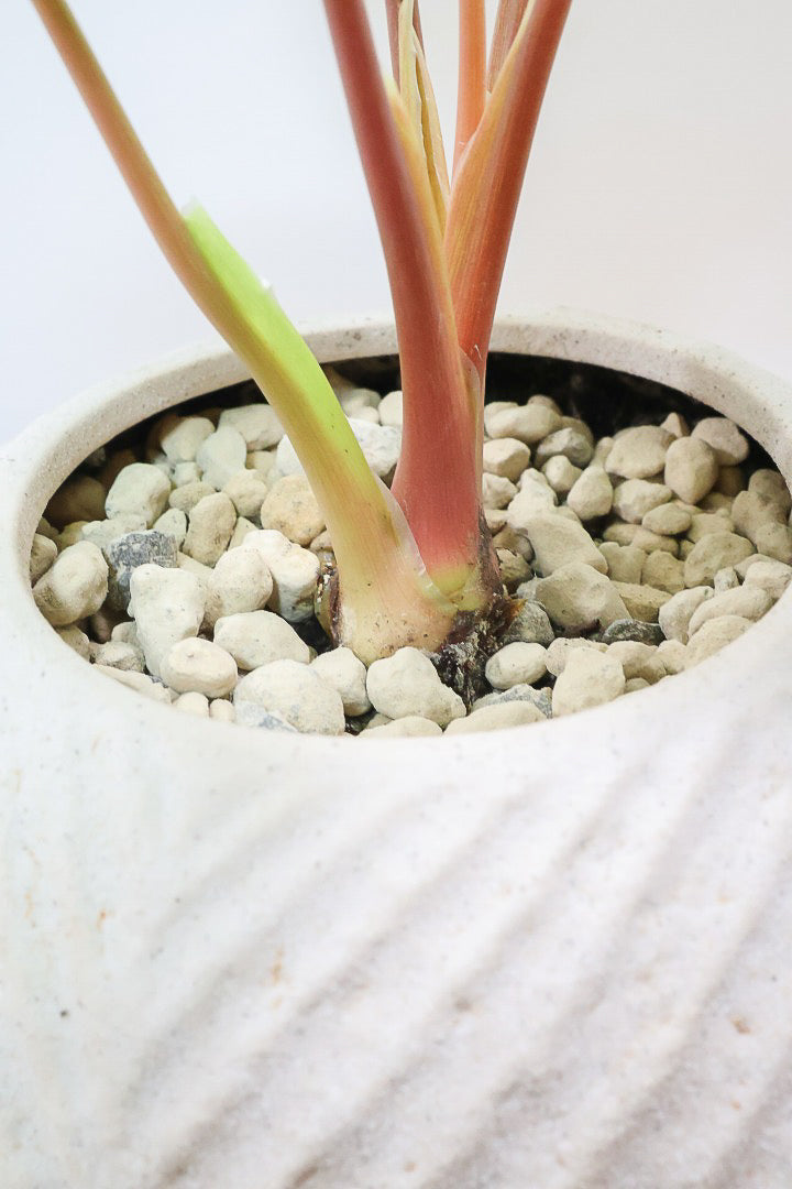 【ホマロメナ レモンライム】吸い込まれるような爽やかな葉色がとても美しい観葉植物です