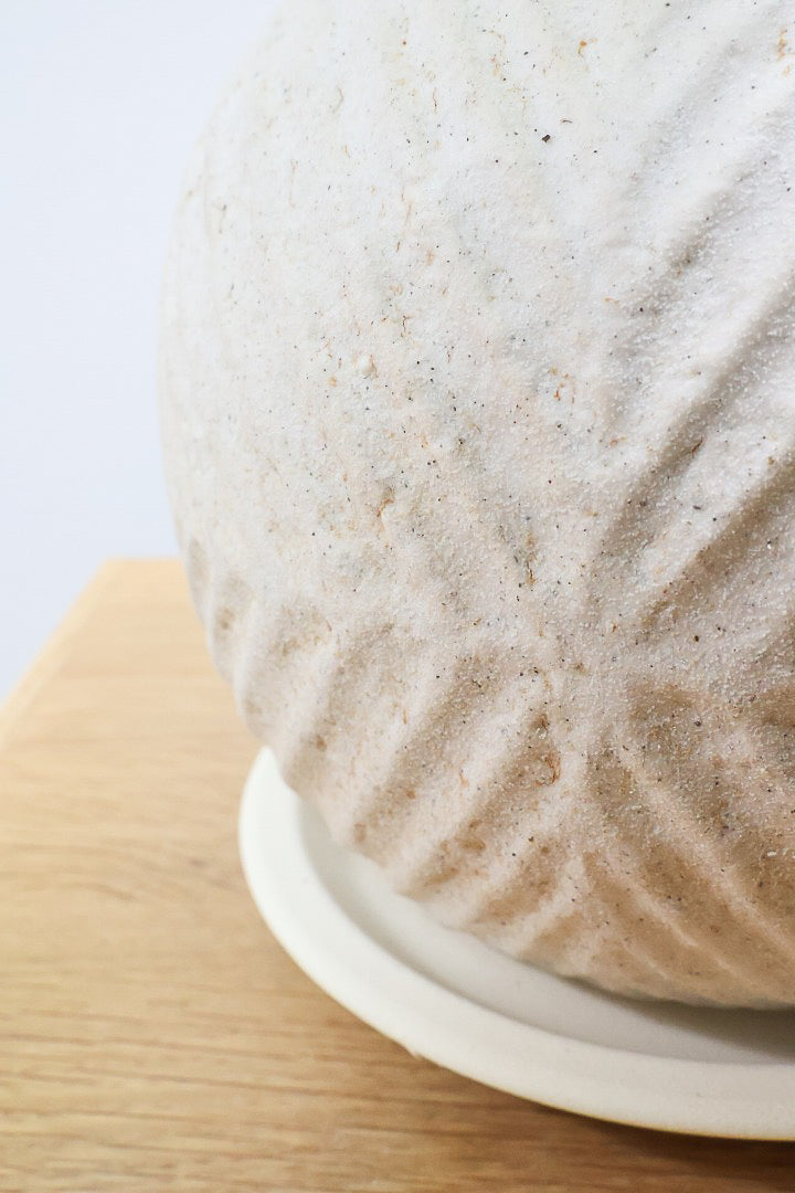 【ホマロメナ レモンライム】吸い込まれるような爽やかな葉色がとても美しい観葉植物です