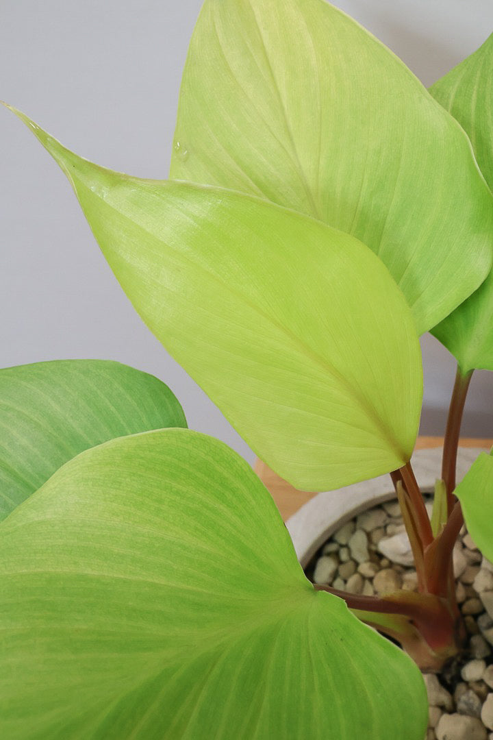 【ホマロメナ レモンライム】吸い込まれるような爽やかな葉色がとても美しい観葉植物です