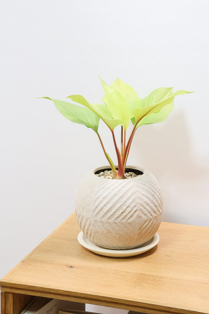 【ホマロメナ レモンライム】吸い込まれるような爽やかな葉色がとても美しい観葉植物です