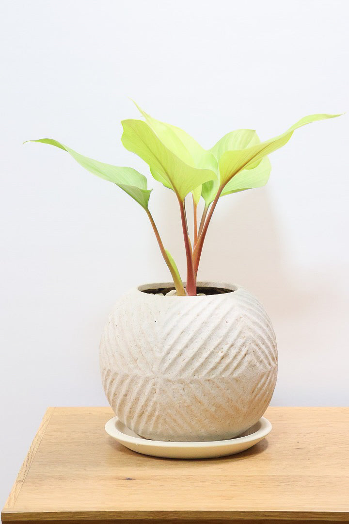 【ホマロメナ レモンライム】吸い込まれるような爽やかな葉色がとても美しい観葉植物です