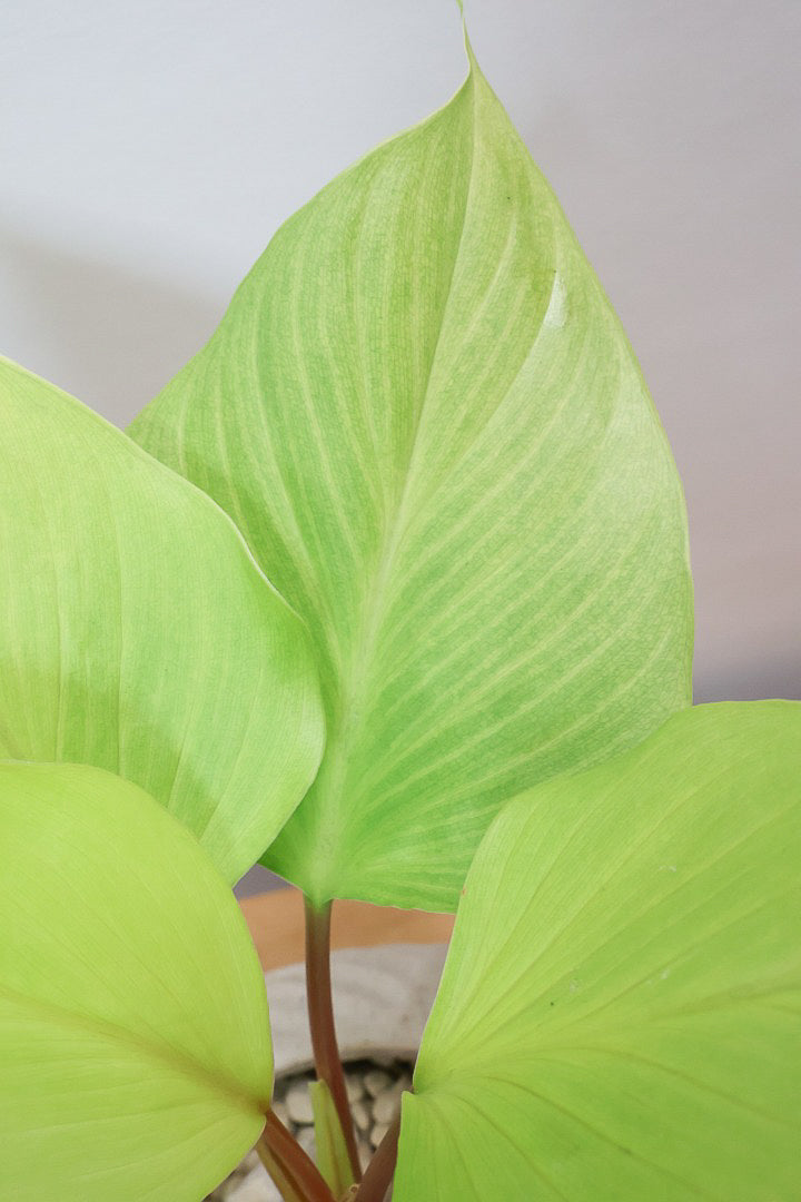 【ホマロメナ レモンライム】吸い込まれるような爽やかな葉色がとても美しい観葉植物です