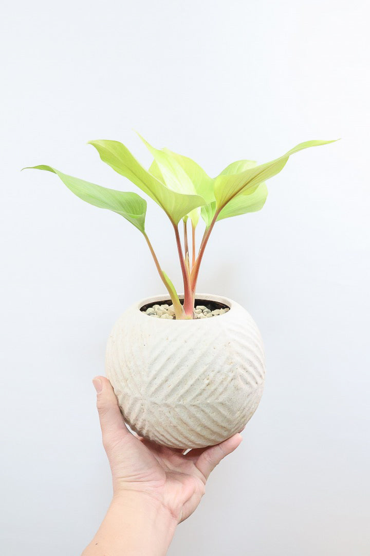 【ホマロメナ レモンライム】吸い込まれるような爽やかな葉色がとても美しい観葉植物です