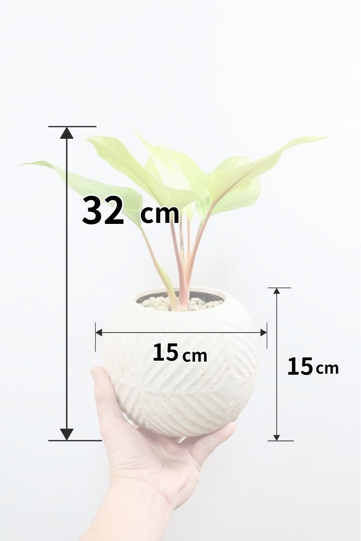 【ホマロメナ レモンライム】吸い込まれるような爽やかな葉色がとても美しい観葉植物です