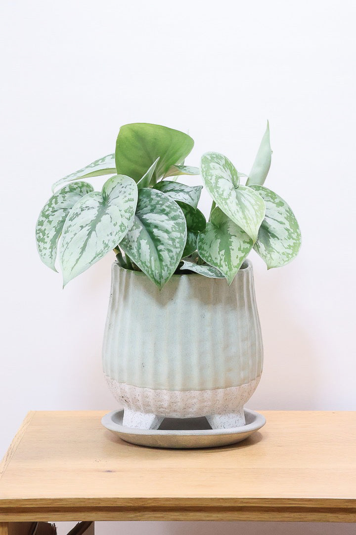 【スキンダプサス トレビー】ベルベットのような葉の質感。葉の模様が個性的で美しい観葉植物です！