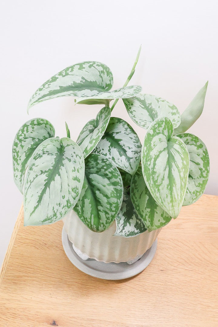 【スキンダプサス トレビー】ベルベットのような葉の質感。葉の模様が個性的で美しい観葉植物です！