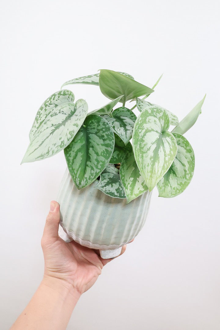 【スキンダプサス トレビー】ベルベットのような葉の質感。葉の模様が個性的で美しい観葉植物です！
