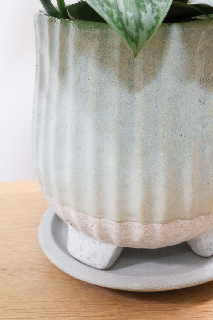 【スキンダプサス トレビー】ベルベットのような葉の質感。葉の模様が個性的で美しい観葉植物です！