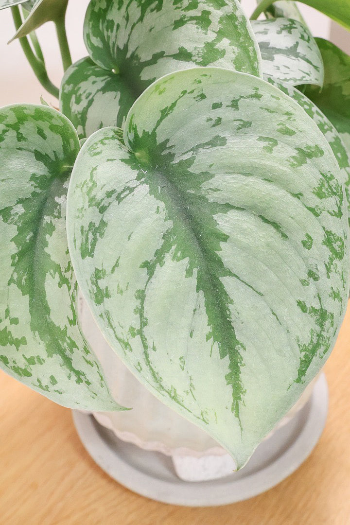 【スキンダプサス トレビー】ベルベットのような葉の質感。葉の模様が個性的で美しい観葉植物です！