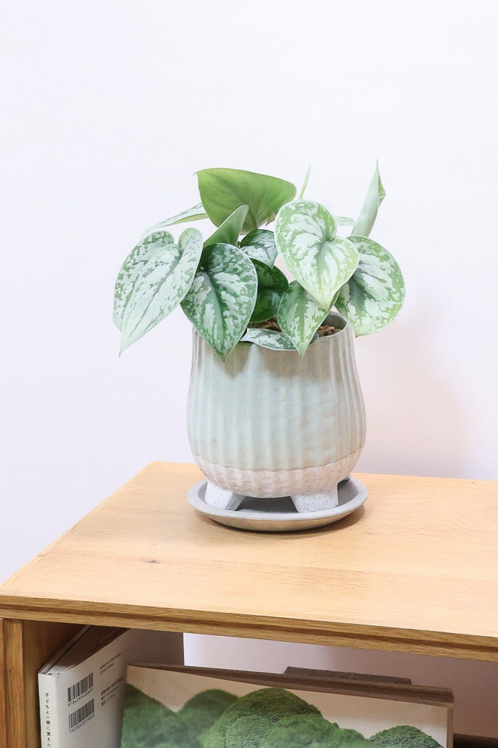 【スキンダプサス トレビー】ベルベットのような葉の質感。葉の模様が個性的で美しい観葉植物です！