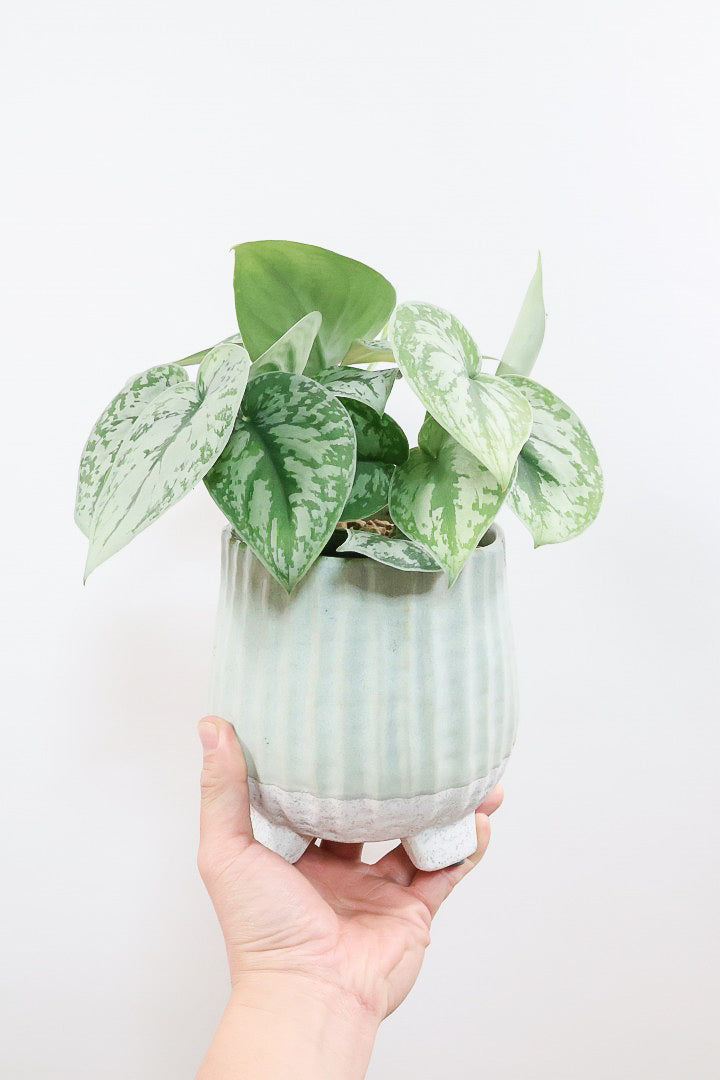 【スキンダプサス トレビー】ベルベットのような葉の質感。葉の模様が個性的で美しい観葉植物です！