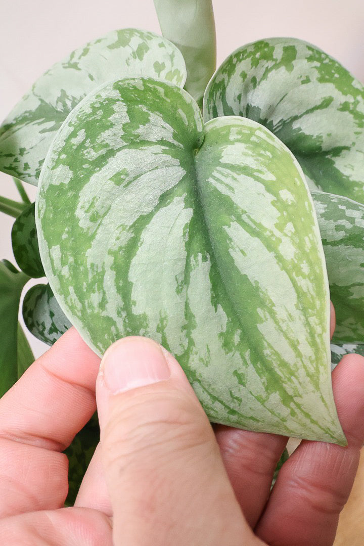 【スキンダプサス トレビー】ベルベットのような葉の質感。葉の模様が個性的で美しい観葉植物です！